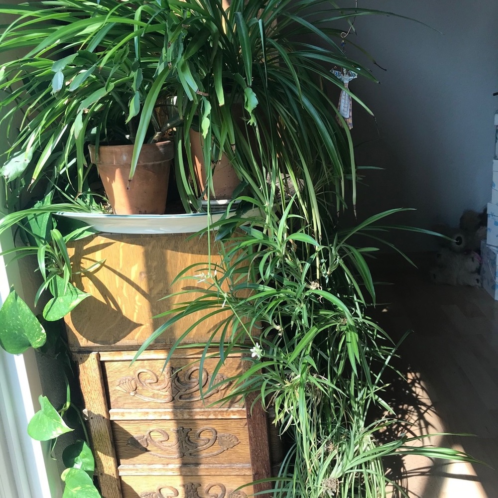 Spider plant babies